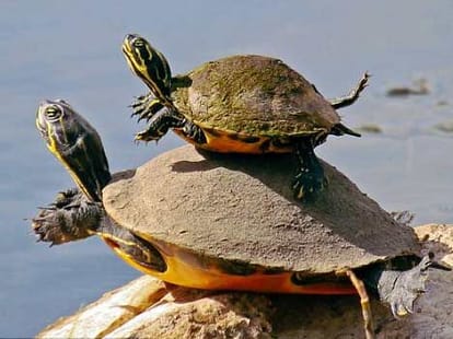 turtle mother teaches her baby