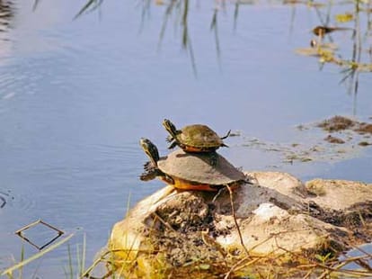 turtle mother teaches her baby