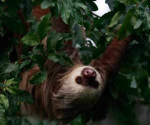 two male sloths had sex