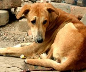everyday 40 people Injured with Dog bite