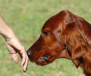 nagar nigam_pet dogs_chandigarh_tax