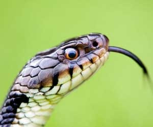 snake bite two girl