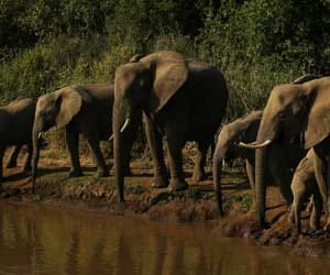 elephant_grieve