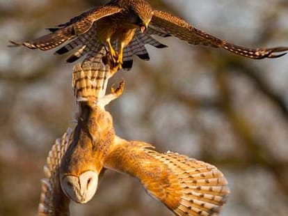 owl vs eagle