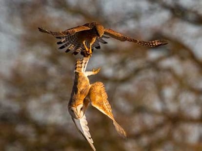 owl vs eagle