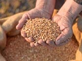 Wheat