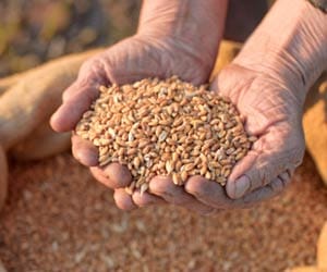 10 million ton wheat will release in open market