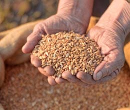 food security scheme: depot holder lost licence