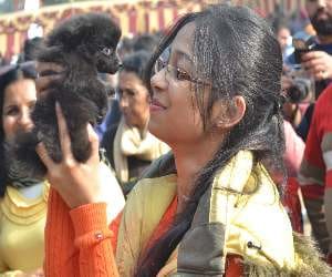 dog show at chandigarh