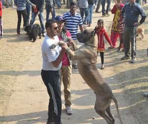 Attraction of 'Gabbar' price is Two and a half million