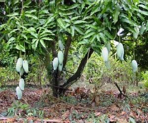 sweet mango in pithoragarh.