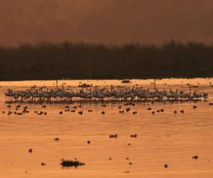 Okhla Bird Sanctuary: ?colorfull birds in one destination
