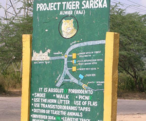 Sariska Tiger Reserve: Natural beauty with roaring tiger