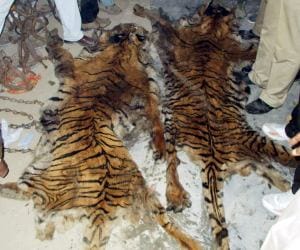White tiger's children died in Delhi zoo