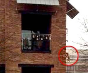 Dangling Dog