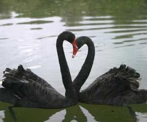 homosexuality in animals