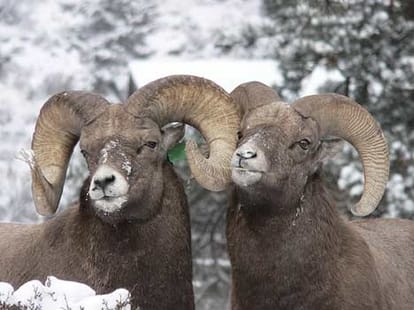 homosexuality in animals
