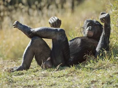 homosexuality in animals