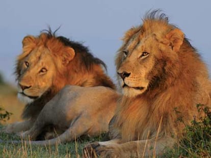 homosexuality in animals
