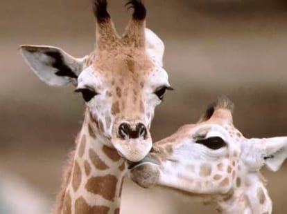 homosexuality in animals