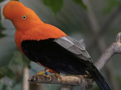 homosexuality in animals