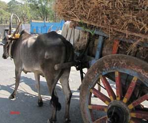 MLAs reach Jharkhand assembly in c