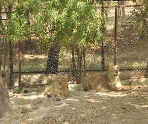 4 lions brought from gujrat to lucknow