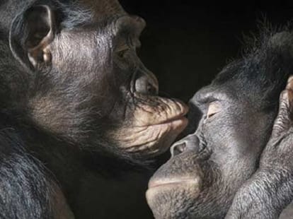 Unexpected Animal Love Lives