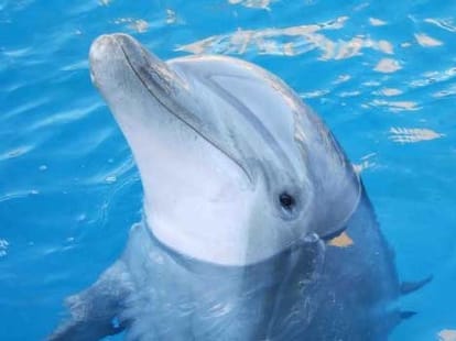 Unexpected Animal Love Lives