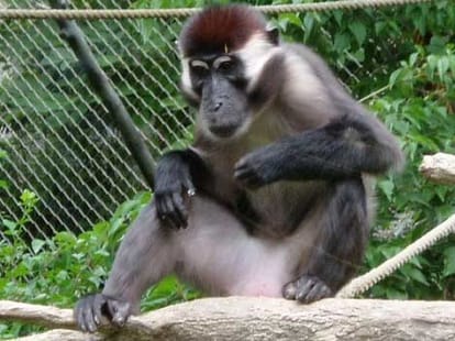Development projects destructions of the Aravalli wildlife