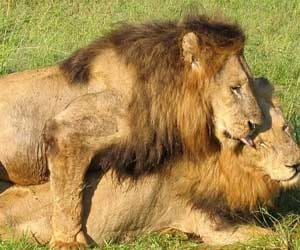 Unexpected Animal Love Lives