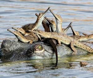 udayan_photographer_wildlife