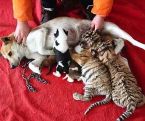 Dog becomes surrogate mum