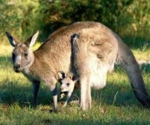 lucknow zoo to import animals.