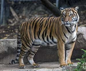 tiger hunting up