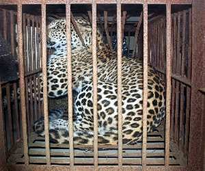guldar in cage.