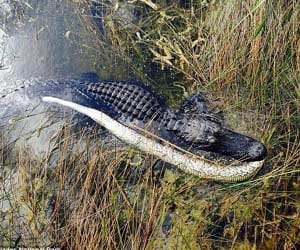 python vs alligator 