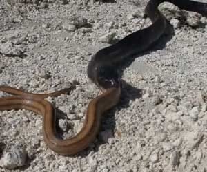 snake eats snake