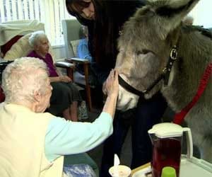 nursing home donkey therapy