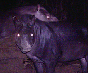 Tapirus kabomani