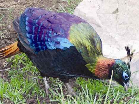 state bird in trouble 