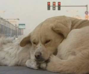 man had sex with dog