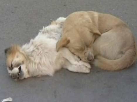 right to live for dog
