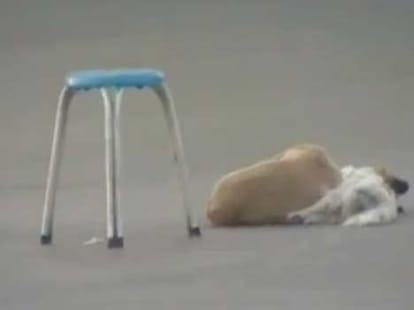 Loyal dog