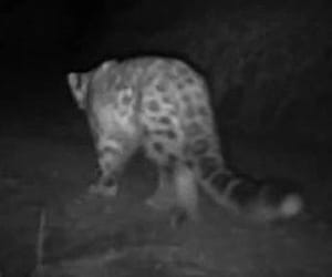 bike hit leopard