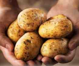 floor, price, pakistan, potato, export