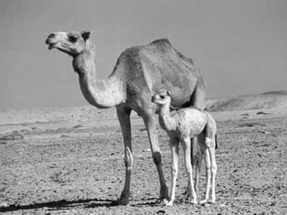 Animals With The Longest Pregnancies