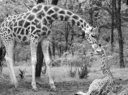 Animals With The Longest Pregnancies