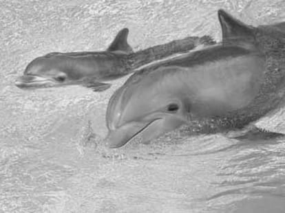 Animals With The Longest Pregnancies