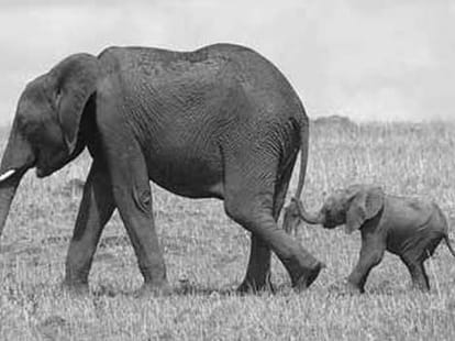 Animals With The Longest Pregnancies